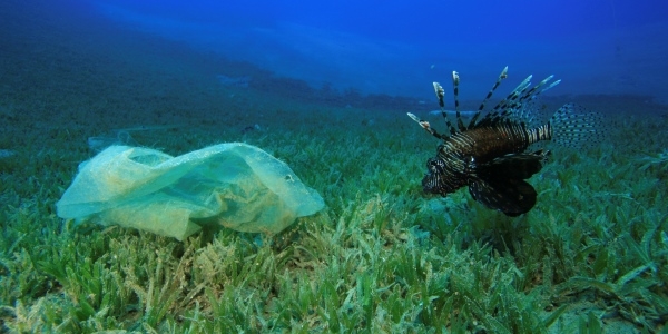 Das Bild zeigt eine Plastiktüte udn einen Fisch Unterwasser.